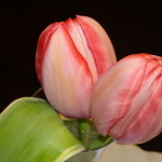 Spring Tulips