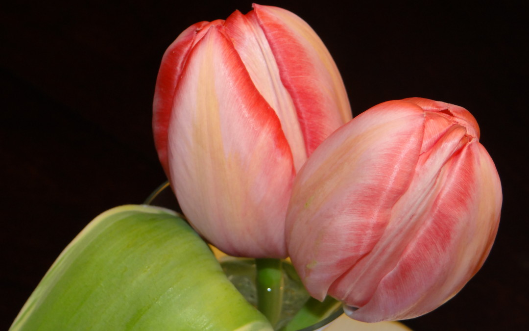 Spring Tulips